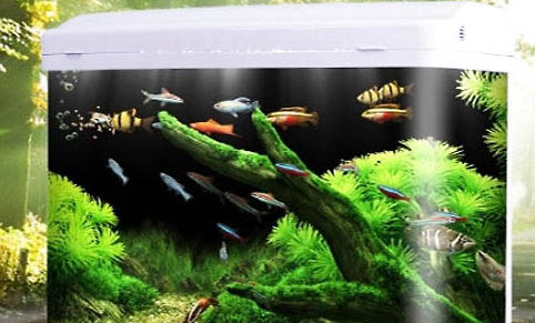 藍曼龍魚公母能一起養嗎