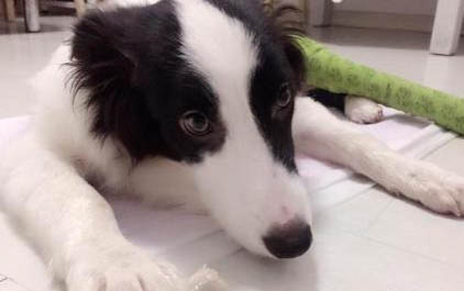為什么小狗突然不吃東西了還嘔吐