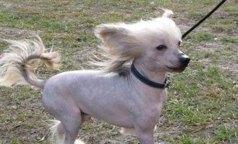 中國冠毛犬太瘦的原因及處理方法