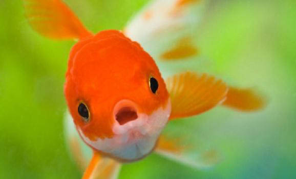 金魚一次喂幾顆飼料