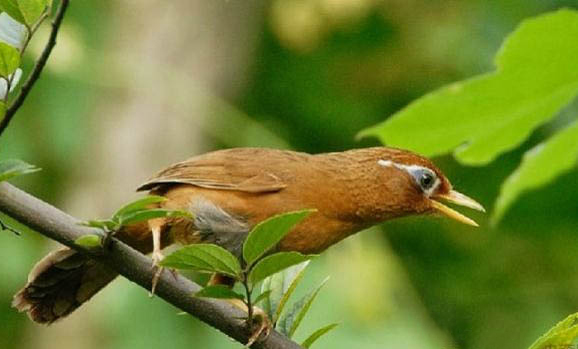 畫眉鳥咬毛咬尾怎么治