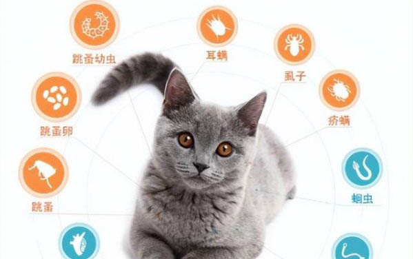 貓咪剪指甲的正確方法