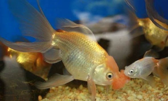 發物金魚會吃水草嗎