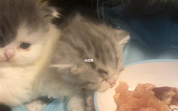 小奶貓可以喝豆奶嗎