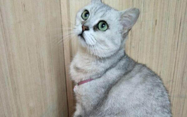 美短為什么不喜歡人抱?
