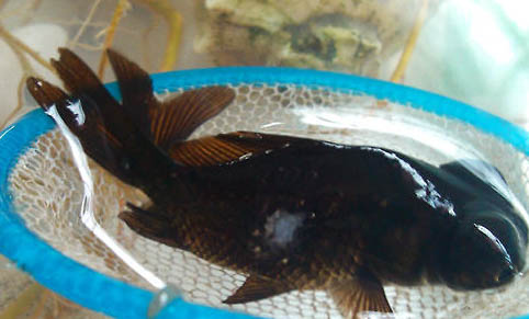 觀賞魚氣泡病的癥狀表現