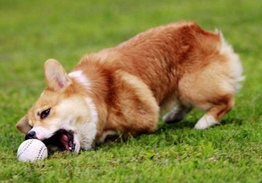 柯基犬討厭主人的表現有哪些