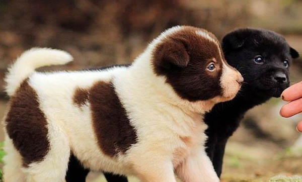 狗狗怎樣預防犬瘟熱