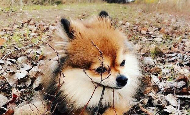 狗嘔吐肚子脹