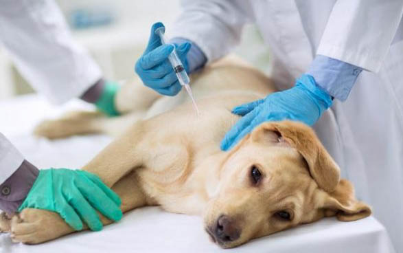 狗狗為什么會得犬瘟熱啊