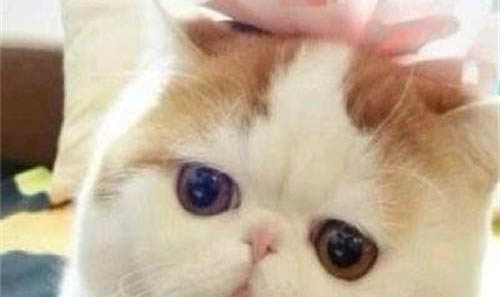 加菲呼吸聲音很重