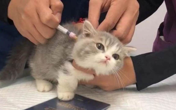 貓咪噴嚏有血原因