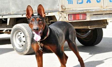 萊州紅犬幾個月能變兇