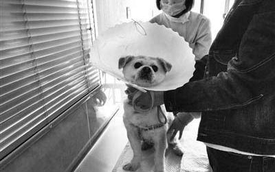 狗狗經常流口水是得病了嗎