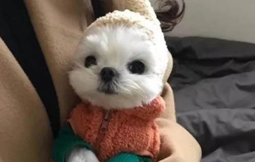 狗狗疥螨怎么治療