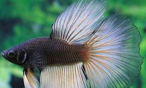 什么魚吃青苔？
