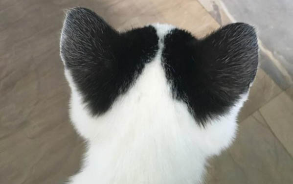 小貓腿骨折了能自愈嗎