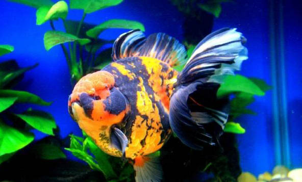 金魚側身原因及處理方法