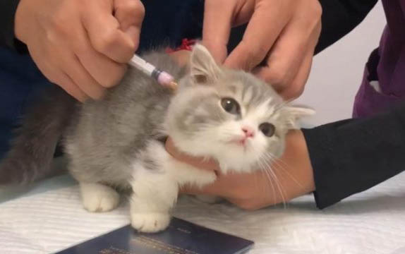 貓便秘能自愈嗎