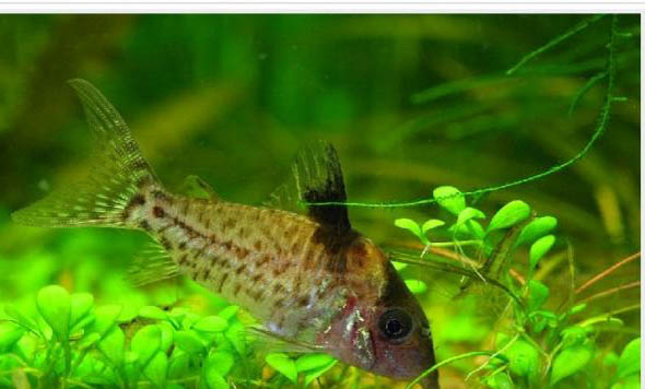 銀鉆燈魚好養嗎