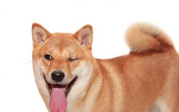 狗狗有狗瘟一般有什么癥狀
