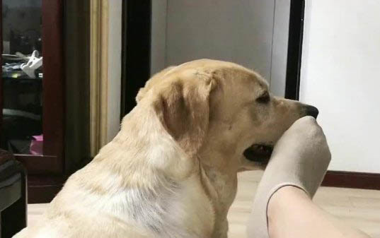 狗狗得犬瘟初期癥狀有哪些