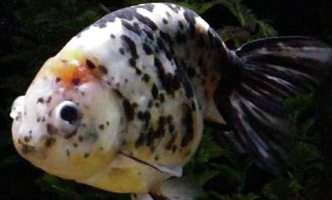 冬季野釣鯽魚釣遠還是釣近