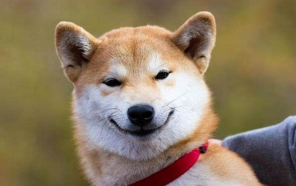狗狗能吃黃桃嗎