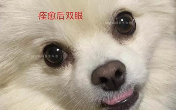 狗狗膽子太小怎么訓練好