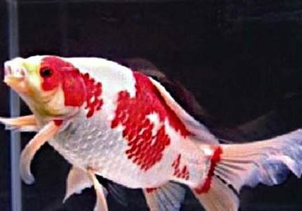 養(yǎng)金魚應(yīng)該多久換一次水