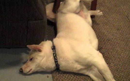 狗狗撕扯狗窩的原因及處理方法