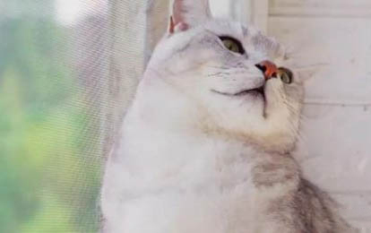 貓咪得貓瘟是什么原因