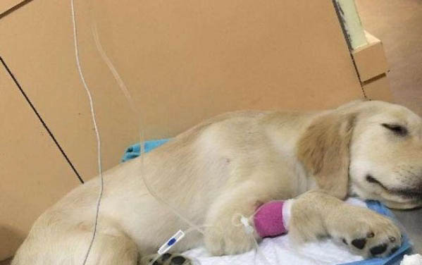 狗狗急性腸胃炎有哪些癥狀