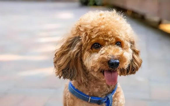 犬瘟多久能產(chǎn)生抗體