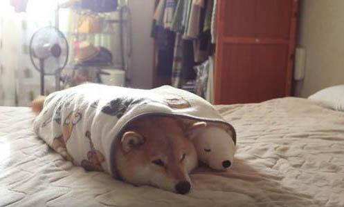 柴犬和哈士奇哪個好養