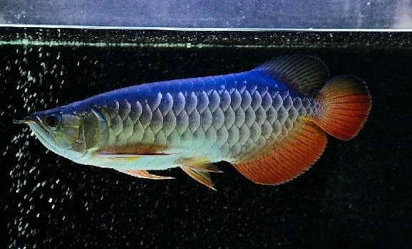魚為什么豎著游