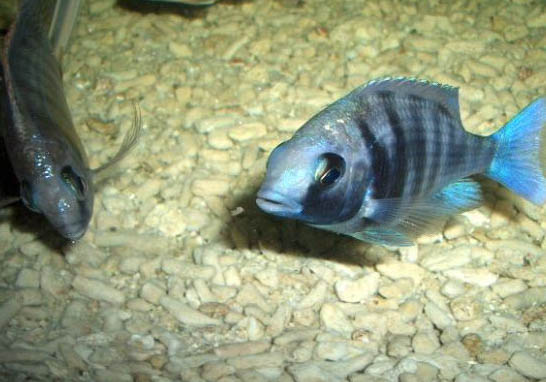 夜釣鯉魚最佳時間是幾點