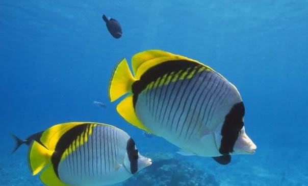 中國(guó)斗魚(yú)苗喂養(yǎng)需要注意什么