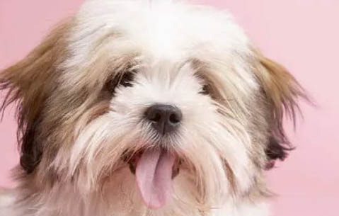 拉薩犬嘔吐不吃東西的原因及處理方法
