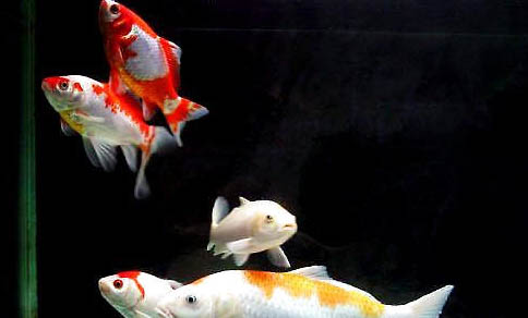 鯉魚卵多久可以孵化出小魚