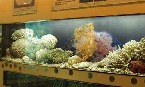 七彩神仙魚和什么魚混養好?