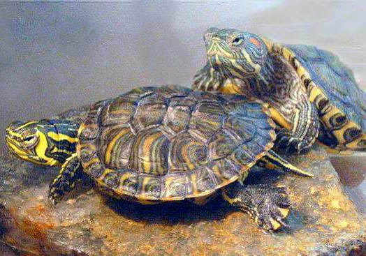 巴西龜吃魚糧嗎