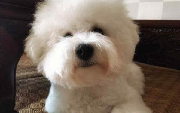 狗狗喜歡睡地板的原因