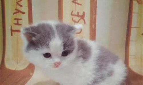 撿了一只小奶貓喂它吃什么好?