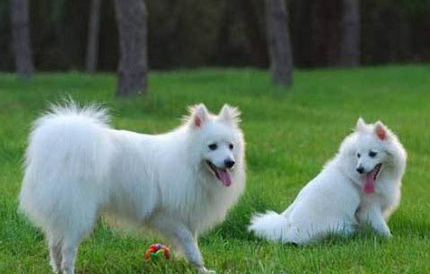 銀狐犬子宮蓄膿能活多久
