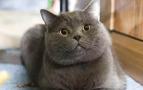 貓是雜食動物嗎?