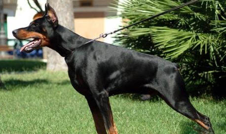 拳師犬和杜賓哪個好