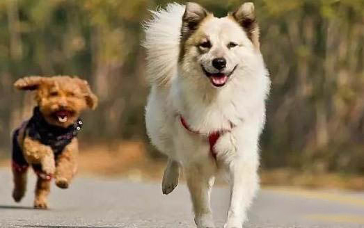狗狗得犬瘟的初期癥狀?