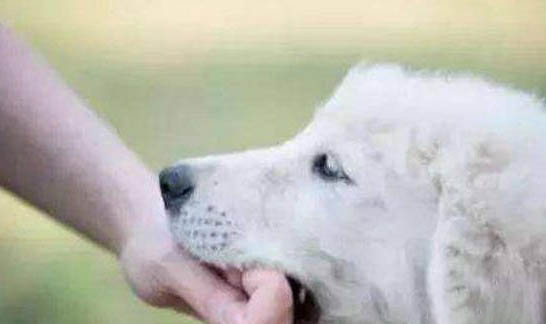 狗有狂犬病毒能活多久