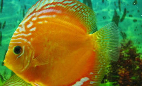 養七彩神仙魚用什么燈